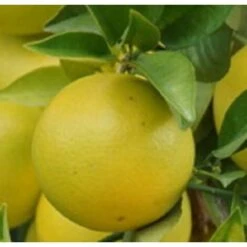 Albero Pompelmo Giallo - Agrumi