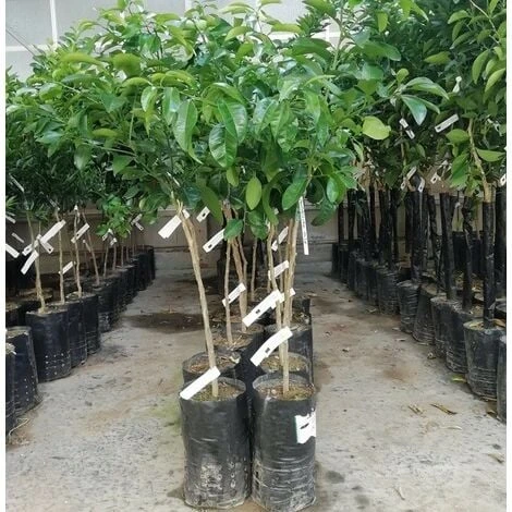 Albero Pompelmo Giallo - Agrumi 2 Albero Pompelmo Giallo - Agrumi - immagine 2