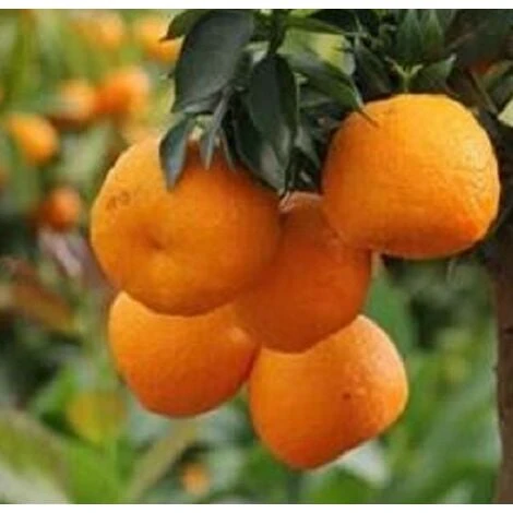 Albero Chinotto - Agrumi 1 Albero Chinotto - Agrumi