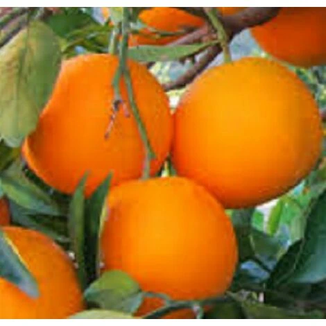 Albero Arancio Navel - Agrumi 1 Albero Arancio Navel - Agrumi