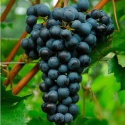 Uva Da Vino Rosso "Merlot"