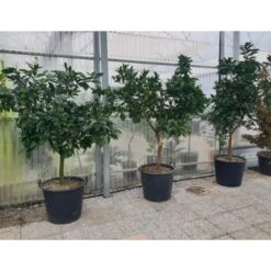 Arancio Valencia "Citrus Sinensis" Agrumi Di Sicilia Esemplari Unici Pianta In Mastello 60 Cm FOTO REALI