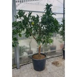 Arancio Valencia "Citrus Sinensis" Agrumi Di Sicilia Esemplari Unici Pianta In Mastello 60 Cm FOTO REALI -Vendite ATMOSPHERA 71481749 4