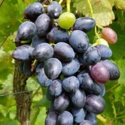 Uva Da Tavola Nera "Nerò"