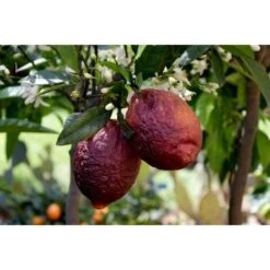 Limone Rosso "Citrus Limonimedica Pigmentata" Pianta Di Agrumi Di Sicilia In Mastello 40 Cm H. 140/160 Cm -Vendite ATMOSPHERA 76596637 3