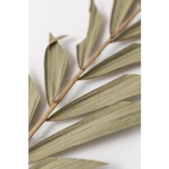 SKLUM Confezione Da 10 Rami Secchi Decorativi Sarat Verde Bambù 8 SKLUM Confezione Da 10 Rami Secchi Decorativi Sarat Verde Bambù -Vendite ATMOSPHERA 77183391 4