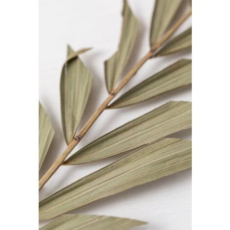 SKLUM Confezione Da 10 Rami Secchi Decorativi Sarat Verde Bambù 4 SKLUM Confezione Da 10 Rami Secchi Decorativi Sarat Verde Bambù - immagine 4