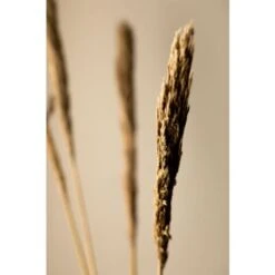 SKLUM Confezione Da 4 Rami Secchi Decorativi Pampy Marrone Grano -Vendite ATMOSPHERA 77183407 3