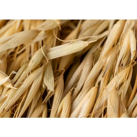 SKLUM Ramo Decorativo Di Jayra Beige Crema 4 SKLUM Ramo Decorativo Di Jayra Beige Crema - immagine 4