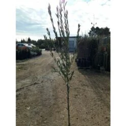 PIANTA DL ULIVO VARIETA' NOCELLARA DEL BELICE