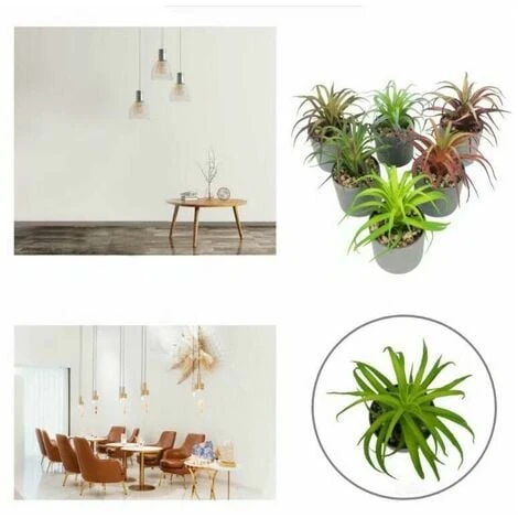 Pianta Artificiale Simulazione Di Fiori Artificiali Pianta Grassa Fresia Pianta In Vaso Simulazione Interna Fiore Decorazione Della Casa Bonsai Ornamenti Pianta Verde Pianta Di Simulazione (Marrone) 4 Pianta Artificiale Simulazione Di Fiori Artificiali Pianta Grassa Fresia Pianta In Vaso Simulazione Interna Fiore Decorazione Della Casa Bonsai Ornamenti Pianta Verde Pianta Di Simulazione (Marrone) - immagine 4