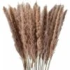 30pcs Piccola Erba Di Pampa Naturale Essiccata Fiori Secchi Bouquet Vasi Decorazione Fai Da Te Per La Decorazione Domestica Fotografia Camera Balcone Tavolo Centrotavola Matrimoni Colore Primario