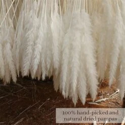 Set Di Erba Di Pampas Essiccata Di 30, 43cm Decorazione Vaso Di Fiori Secchi Artificiali, Decorazione Di Erba Di Pampas E Fiori Secchi, Erba Di Pampas Naturale, Erba Di Pampas Essiccata, Canne Essicca -Vendite ATMOSPHERA 86168199 4
