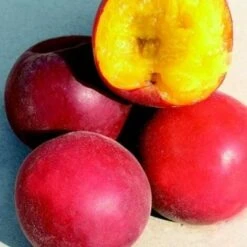 Biricoccolo - Susincocco Albero Da Frutto Intermedio Tra Susino Ed Albicocco -Vendite ATMOSPHERA 87881265 4