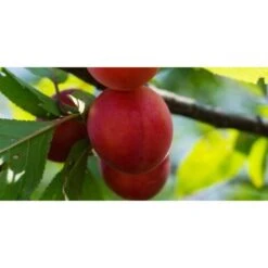 Biricoccolo - Susincocco Albero Da Frutto Intermedio Tra Susino Ed Albicocco -Vendite ATMOSPHERA 87881265 5