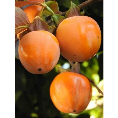 Alberi Da Frutto Caco Mela Pianta Da Frutta Cachi Mela Kako Kaki Albero 1 Alberi Da Frutto Caco Mela Pianta Da Frutta Cachi Mela Kako Kaki Albero