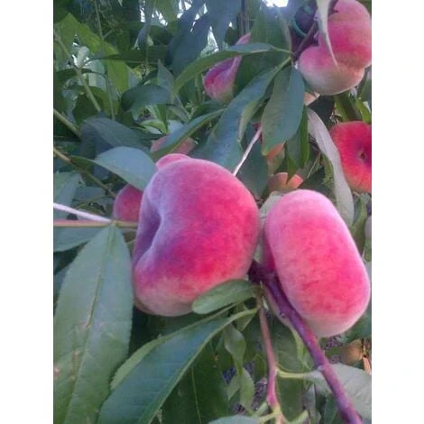 Alberi Da Frutto Pesca Piatta Saturnina Tabacchiera Platicarpa Albero Da Frutta 1 Alberi Da Frutto Pesca Piatta Saturnina Tabacchiera Platicarpa Albero Da Frutta