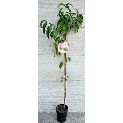 Alberi Da Frutto Pesca Piatta Saturnina Tabacchiera Platicarpa Albero Da Frutta 2 Alberi Da Frutto Pesca Piatta Saturnina Tabacchiera Platicarpa Albero Da Frutta - immagine 2