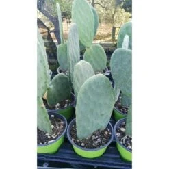 FICO D'INDIA -vaso 14cm- FICHI D'INDIA PIANTA Opuntia Ficus-indica -Vendite ATMOSPHERA 88504802 3