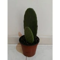 FICO D'INDIA -vaso 14cm- FICHI D'INDIA PIANTA Opuntia Ficus-indica -Vendite ATMOSPHERA 88504802 4