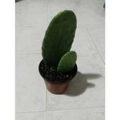 FICO D'INDIA -vaso 14cm- FICHI D'INDIA PIANTA Opuntia Ficus-indica -Vendite ATMOSPHERA 88504802 5