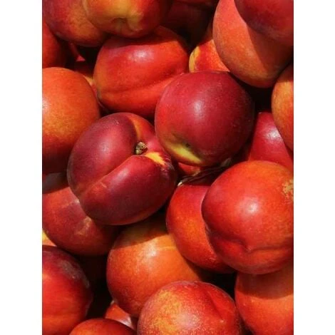 Alberi Da Frutto Pianta Frutto Pesca Noce Pesco Alberi Da Frutta 1 Alberi Da Frutto Pianta Frutto Pesca Noce Pesco Alberi Da Frutta