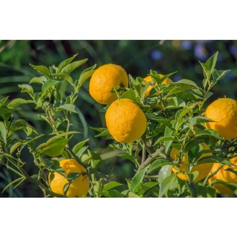 Yuzu "Citrus Junos" Pianta Di Agrumi Giapponese In Vaso 20 Cm 2 Yuzu "Citrus Junos" Pianta Di Agrumi Giapponese In Vaso 20 Cm - immagine 2