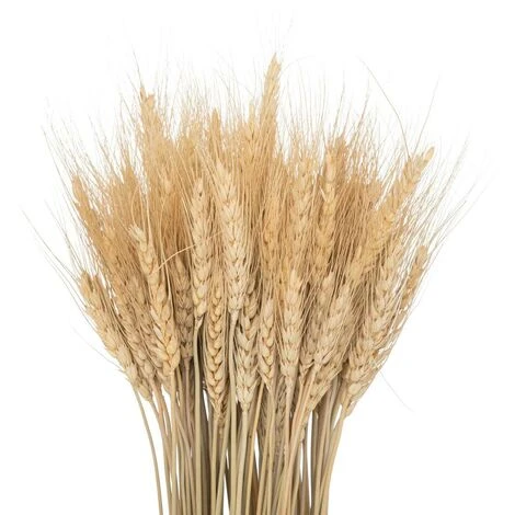 Finocchio Essiccato Lour, H65 Cm - Atmosphera Créateur D'intérieur 2 Finocchio Essiccato Lour, H65 Cm - Atmosphera Créateur D'intérieur - immagine 2