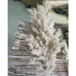 20 Pezzi Di Erba Di Pampas Secca Piccola Decorazione Naturale Phragmites Communis Bouquet Di Fiori Da Sposa Reale