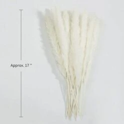 Erba Di Pampa Essiccata - Mazzo Di Fiori Secchi Di Erba Di Canne Di Piume Naturali Da 30 Pezzi Per La Decorazione Della Festa Nuziale Della Cucina Fai-da-te 7 Erba Di Pampa Essiccata - Mazzo Di Fiori Secchi Di Erba Di Canne Di Piume Naturali Da 30 Pezzi Per La Decorazione Della Festa Nuziale Della Cucina Fai-da-te -Vendite ATMOSPHERA 91194099 3