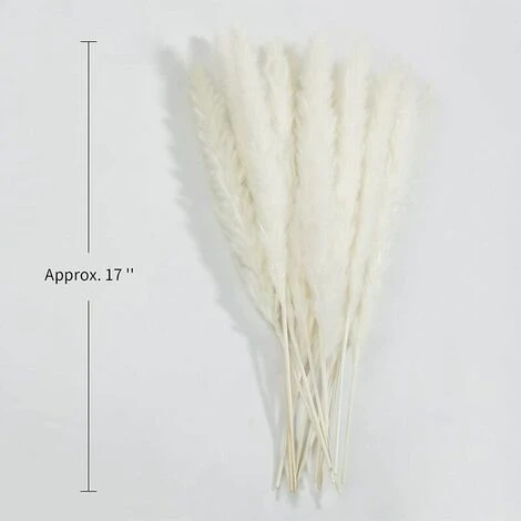 Erba Di Pampa Essiccata - Mazzo Di Fiori Secchi Di Erba Di Canne Di Piume Naturali Da 30 Pezzi Per La Decorazione Della Festa Nuziale Della Cucina Fai-da-te 3 Erba Di Pampa Essiccata - Mazzo Di Fiori Secchi Di Erba Di Canne Di Piume Naturali Da 30 Pezzi Per La Decorazione Della Festa Nuziale Della Cucina Fai-da-te - immagine 3