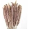 30pcs Erba Di Pampas 60cm Fiori Di Pampas Naturali Bouquet Di Fiori Secchi Per Vasi Decorazioni Bohémien Camera Da Letto Casa Soggiorno Centrotavola Per Foto Di Nozze