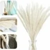 Erba Di Pampa Essiccata Naturalmente Erba Di Pampa Decorativa Erba Di Pampa Phragmites Communis Bouquet Di Fiori Essiccati Decorazione Per Soggiorno Casa Fotografia Hotel Matrimonio (bianco)