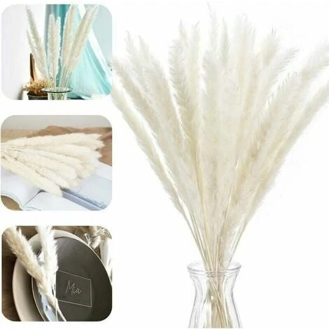 Erba Di Pampa Essiccata Naturalmente Erba Di Pampa Decorativa Erba Di Pampa Phragmites Communis Bouquet Di Fiori Essiccati Decorazione Per Soggiorno Casa Fotografia Hotel Matrimonio (bianco) 1 Erba Di Pampa Essiccata Naturalmente Erba Di Pampa Decorativa Erba Di Pampa Phragmites Communis Bouquet Di Fiori Essiccati Decorazione Per Soggiorno Casa Fotografia Hotel Matrimonio (bianco)