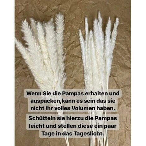 Erba Di Pampa Essiccata Naturalmente Erba Di Pampa Decorativa Erba Di Pampa Phragmites Communis Bouquet Di Fiori Essiccati Decorazione Per Soggiorno Casa Fotografia Hotel Matrimonio (bianco) 5 Erba Di Pampa Essiccata Naturalmente Erba Di Pampa Decorativa Erba Di Pampa Phragmites Communis Bouquet Di Fiori Essiccati Decorazione Per Soggiorno Casa Fotografia Hotel Matrimonio (bianco) - immagine 5