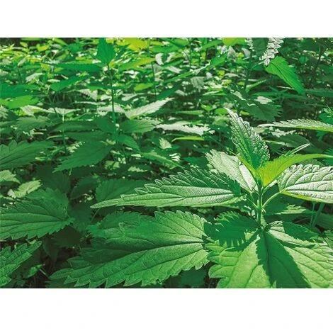 CULTIVERS Estratto D'Ortica, 1 L. Azione Insetticida, Fungicida, Acaricida. Corregge La Clorosi Ferrosa. Sostanza Di Base Naturale Per Il Controllo Dei Parassiti E Dei Funghi. Potenza Di Inversione 2 CULTIVERS Estratto D'Ortica, 1 L. Azione Insetticida, Fungicida, Acaricida. Corregge La Clorosi Ferrosa. Sostanza Di Base Naturale Per Il Controllo Dei Parassiti E Dei Funghi. Potenza Di Inversione - immagine 2