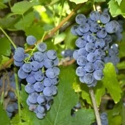 Uva Da Tavola Nera &8220Fragola&8221 - Ø 15 Cm