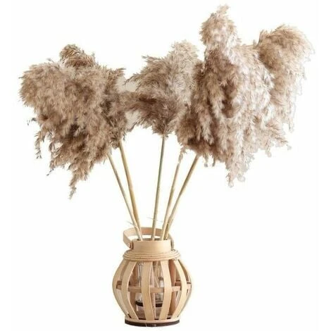 12PCS Pampas Flower Fiori Secchi Naturali Pampas Canne Essiccate Erba Di Pampas Essiccata Phragmites Decorazione Per Matrimoni E Fotografia Home Party 1 12PCS Pampas Flower Fiori Secchi Naturali Pampas Canne Essiccate Erba Di Pampas Essiccata Phragmites Decorazione Per Matrimoni E Fotografia Home Party