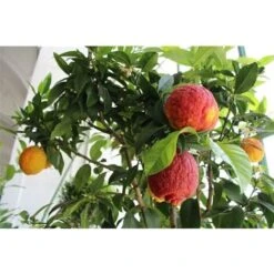 Limone Rosso "Citrus Limonimedica Pigmentata" Pianta Di Agrumi Di Sicilia In Vaso 22 Cm -Vendite ATMOSPHERA 9670846 4
