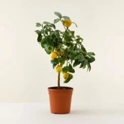 Limone Lunario "Citrus Limon" Limone 4 Stagioni Pianta In Vaso 22 Cm Agrumi Di Sicilia