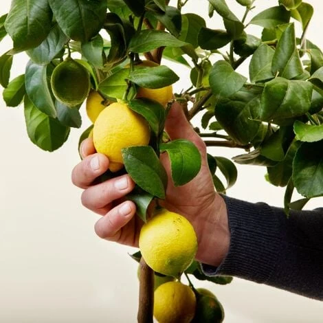 Limone Lunario "Citrus Limon" Limone 4 Stagioni Pianta In Vaso 22 Cm Agrumi Di Sicilia 2 Limone Lunario "Citrus Limon" Limone 4 Stagioni Pianta In Vaso 22 Cm Agrumi Di Sicilia - immagine 2