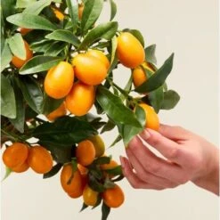 Kumquat "Fortunella Margarita" Mandarino Cinese Pianta In Vaso 22 Cm -Vendite ATMOSPHERA 9671024 3
