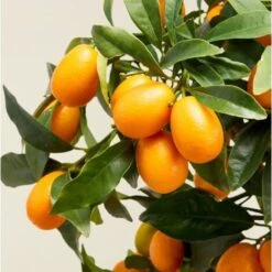 Kumquat "Fortunella Margarita" Mandarino Cinese Pianta In Vaso 22 Cm -Vendite ATMOSPHERA 9671024 4