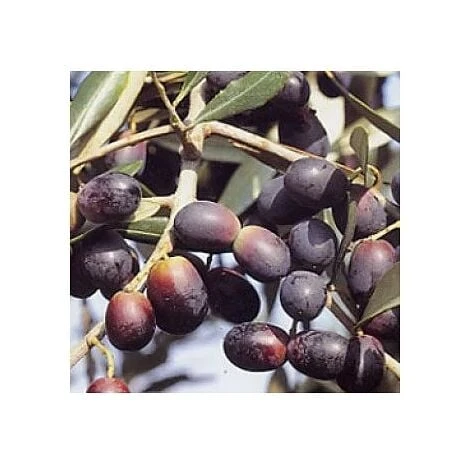 Olivo Leccino 3 Anni 1 Olivo Leccino 3 Anni