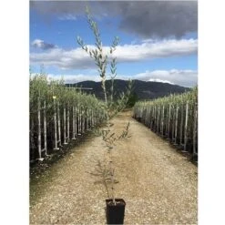 Olivo Leccino 3 Anni 5 Olivo Leccino 3 Anni -Vendite ATMOSPHERA 9746529 3