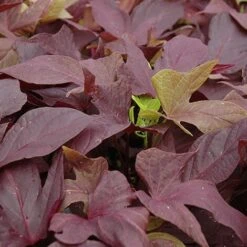 Ipomea "Sweet Caroline Light Copper"